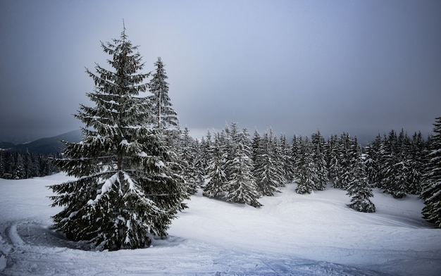 Sombre beau paysage de soirée de sapins