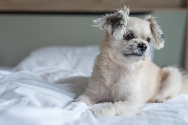 Le sommeil de chien repose sur le lit dans la chambre à la maison ou à l&#39;hôtel