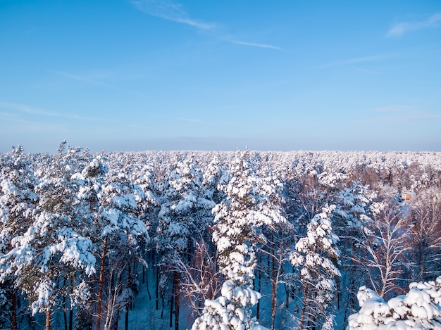 Sommet des arbres dans la forêt de neige vue aérienne ciel bleu sur backgound