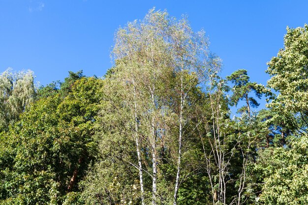 Sommet des arbres dans un parc urbain en journée ensoleillée en automne