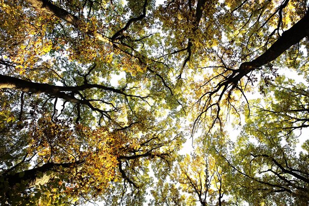 Sommet d'arbres à feuilles d'or illuminé par le soleil