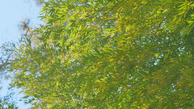 Le sommet d'un bambou contre le ciel bleu Les feuilles de bambou et le soleil bleu Le ciel bleu et la forêt de bambou