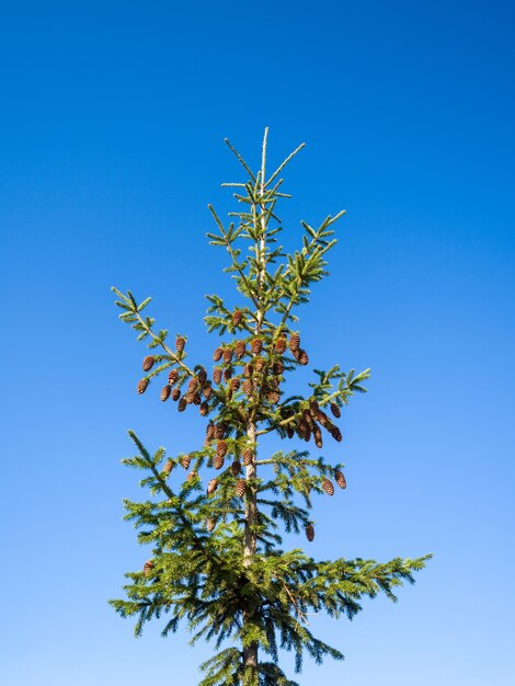 Le sommet de l'épinette est parsemé de cônes dans le ciel bleu