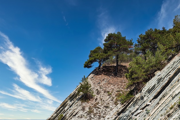 Photo le sommet de la falaise avec des arbres contre le ciel bleu nuageux se trouve dans la plage sauvage. pente raide et pins.