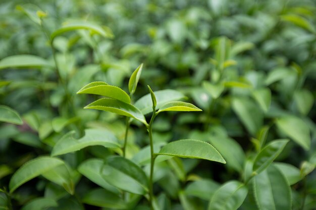 Le sommet de la feuille de thé vert dans la plantation de thé du matin