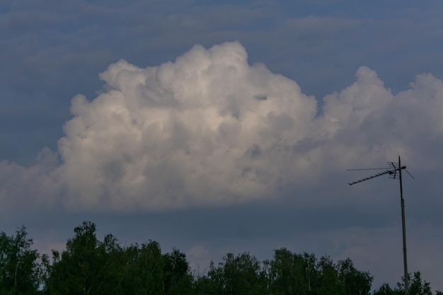 Le sommet de la forêt de bouleaux et le ciel bleu avec des nuages moelleux