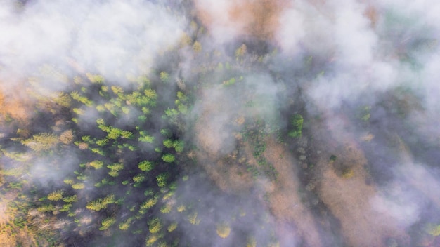 Sommet de la forêt sur le versant de la montagne dans une réserve naturelle Paysage avec brouillard dans la forêt au-dessus