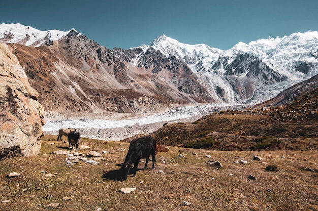 Sommet de la montagne Nanga Parbat, trek du camp de base, Pakistan