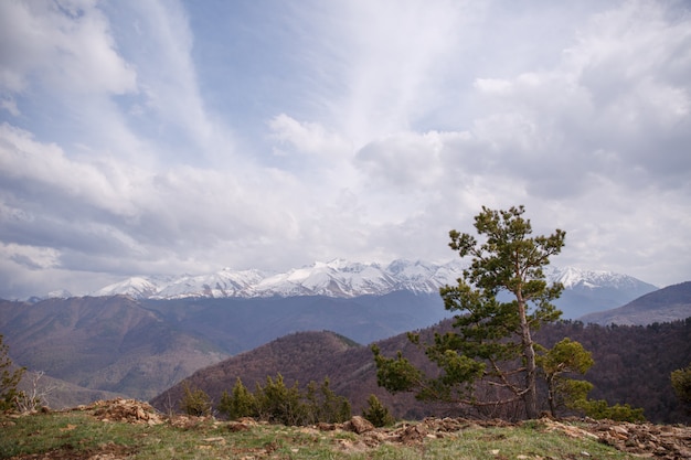 Sommet De Montagne De Nuages De Forêt