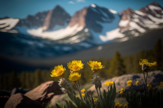 Sommets enneigés et fleurs sauvages dans une montagne