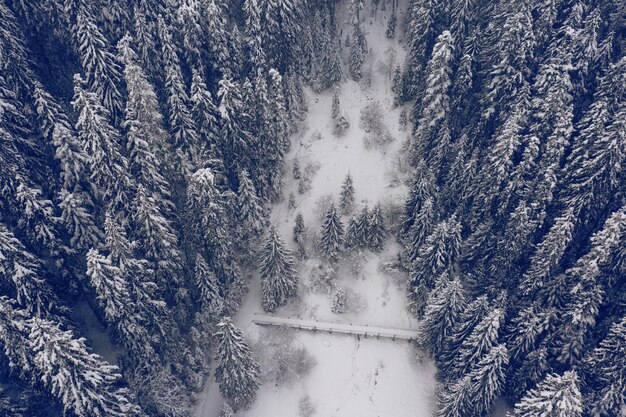 Sommets enneigés et forêt de conifères. Merveilleuse forêt d'hiver dans les montagnes.