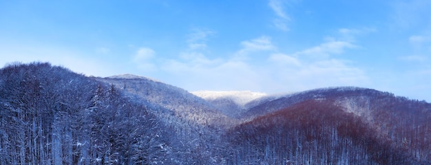 Photo sommets enneigés et forêt de conifères. merveilleuse forêt d'hiver dans les montagnes.
