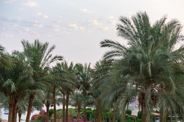 Sommets des palmiers dattiers avec des fruits contre un ciel bleu clair.