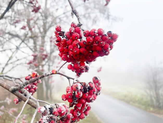 Sorbier couvert de givre au début de l'hiver, temps très froid.