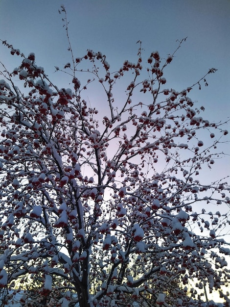 Sorbier dans la neige