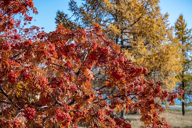 Photo le sorbier rouge pousse sur l'arbre en automne