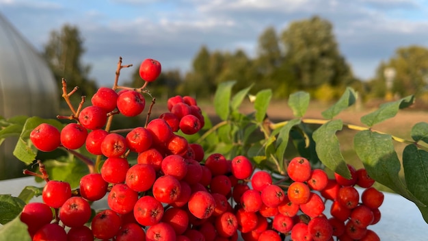 sorbier rouge