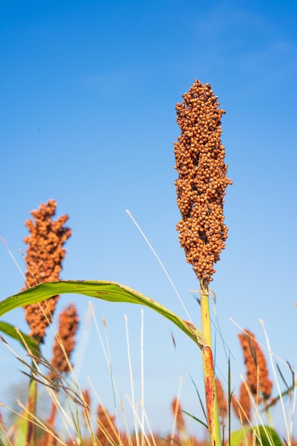 Photo sorghum ou millet agent de champ fond bleu ciel