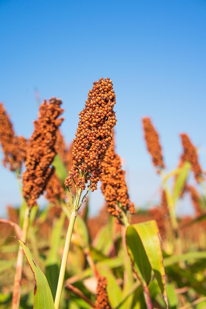 Photo sorghum ou millet agent de terrain fond bleu du ciel.