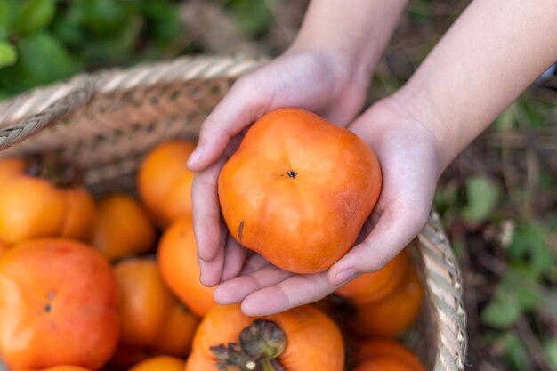 Sortez un persimmon du panier de persimmon à la main