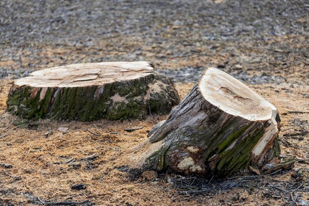 Souche d'arbre abattue dans le gros plan du parc. photo de haute qualité