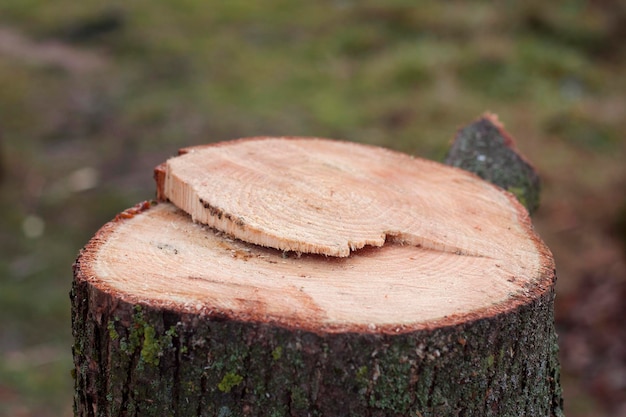 Souche d'arbre comme fond en bois naturel