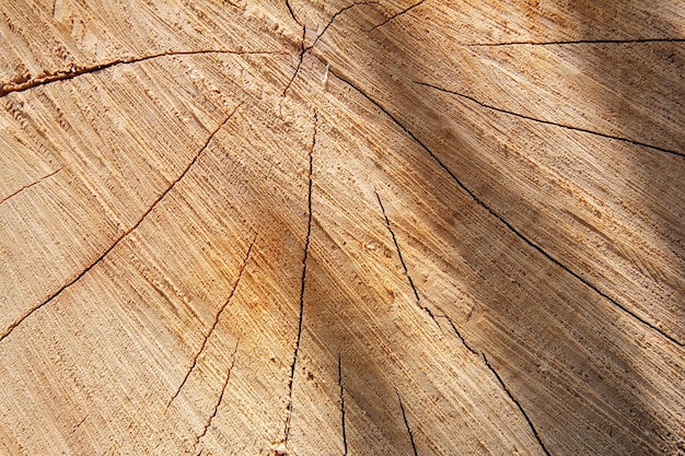 Souche d'arbre coupe ronde avec cernes annuels