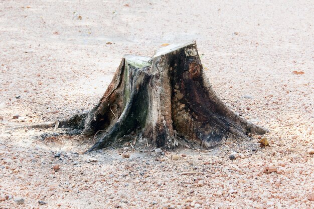 Souche de l'arbre coupé.