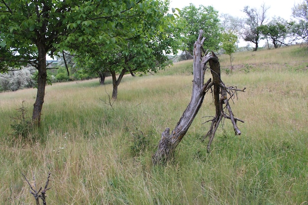Une souche d'arbre dans un champ