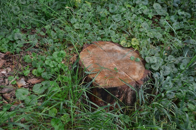 souche d'arbre dans la forêt sur le fond d'herbe verte