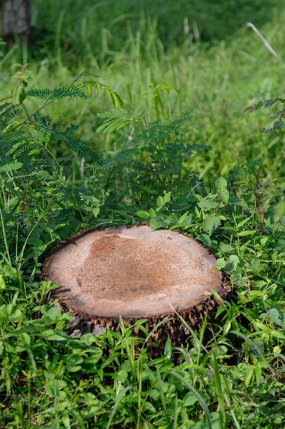 Une souche d'arbre dans l'herbe avec le mot arbre dessus