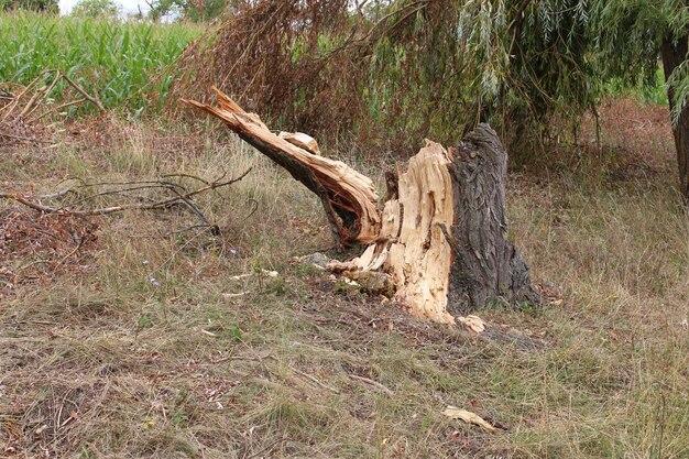 Une souche d'arbre dans l'herbe