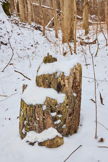 Une souche d'arbre enneigée dans une forêt tranquille Scène d'hiver sereine