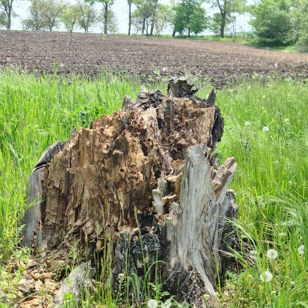 Une souche d'arbre est dans un champ avec un champ en arrière-plan.