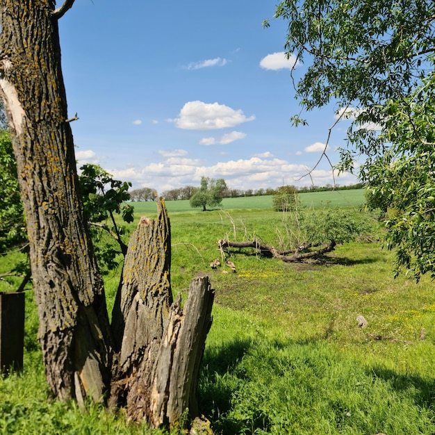 Une souche d'arbre est dans un champ avec un ciel bleu en arrière-plan.