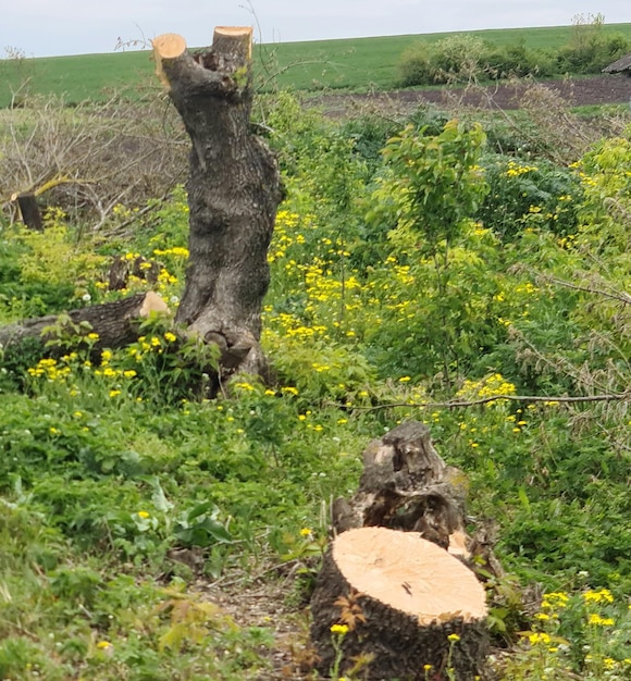 Une souche d'arbre a été abattue et le mot arbre est en haut.