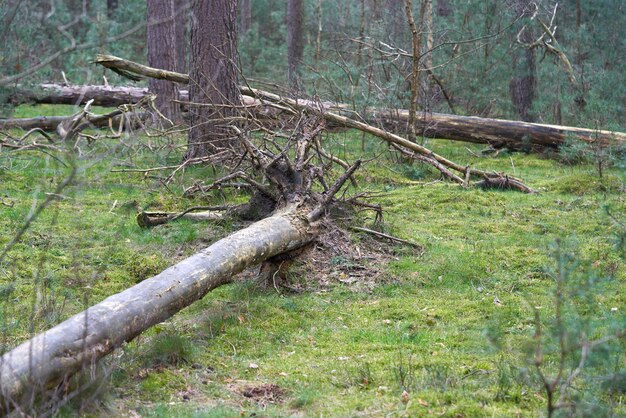 Photo une souche d'arbre a été renversée par un arbre.