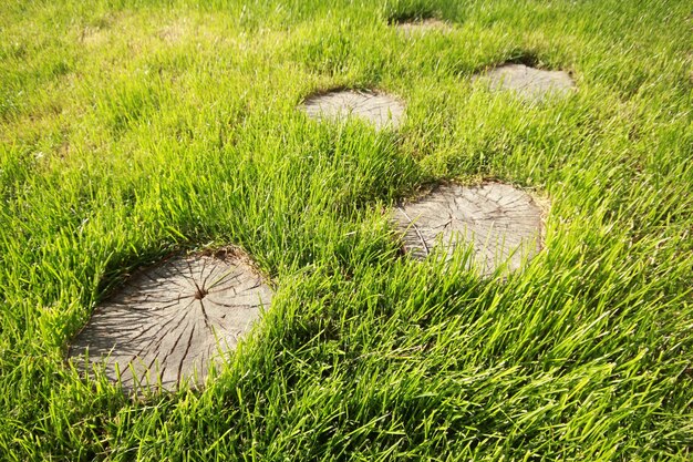 Souche d'arbre sur l'herbe verte