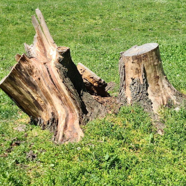 Une souche d'arbre avec le mot arbre dessus