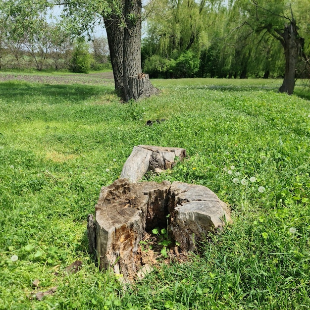 Une souche d'arbre avec un numéro 2 dessus dans l'herbe.