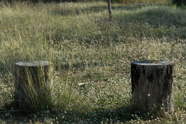 Souche, arbre, plante, sur, herbe verte