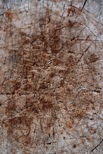 Photo la souche d'un arbre se bouchent anneaux sur un arbre coupé texture en bois beaucoup d'espace vide