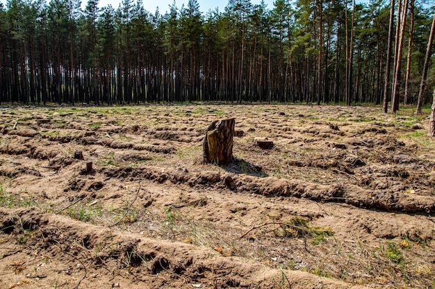 Souche d'arbre sur le site d'abattage industriel d'une forêt de pins