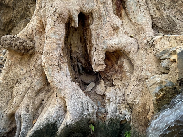 Une souche d'arbre avec un trou dedans