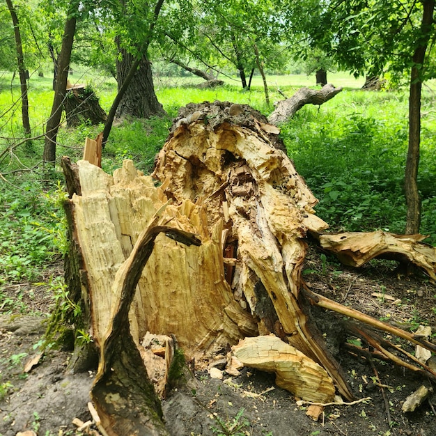 Une souche d'arbre avec un visage dessus et une souche d'arbre en arrière-plan.