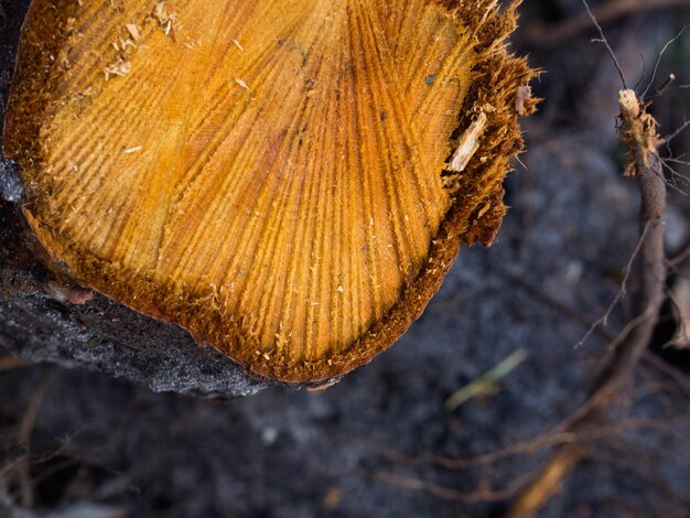 Souche en bois Arbre coupé rond avec cernes annuels comme texture de bois