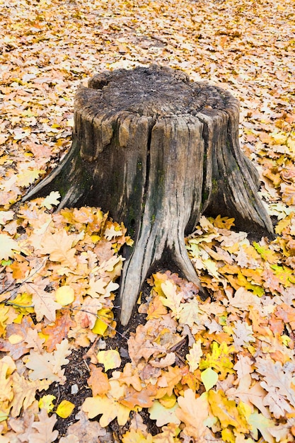 Souche de chêne dans la forêt d'automne