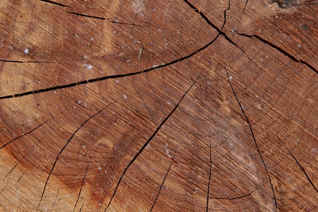 Souche de chêne section abattue du tronc avec cernes annuels Modèle bois Coupe transversale en bois Texture bois