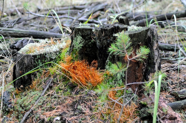 Souche dans la forêt d'automne