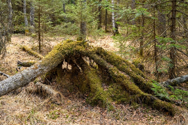 Souche du sud de l'Oural avec une végétation paysagère unique et une diversité de la nature